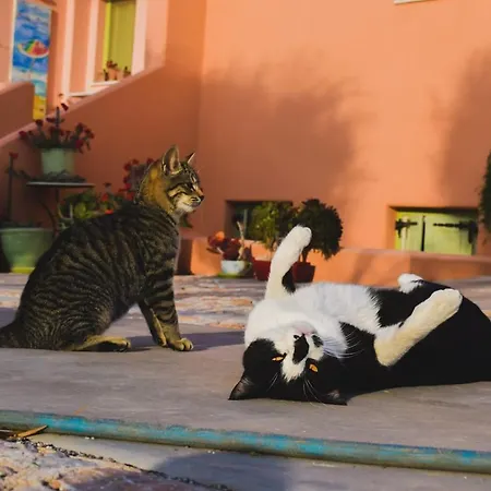 Holiday home Flower And Crafts - The Eco Nature House Monolithos (Santorini)